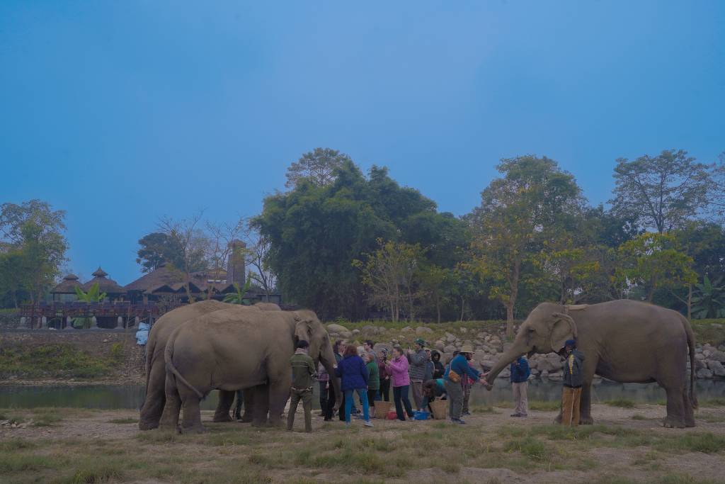 Caretakers bathing elephants in the Rapti River